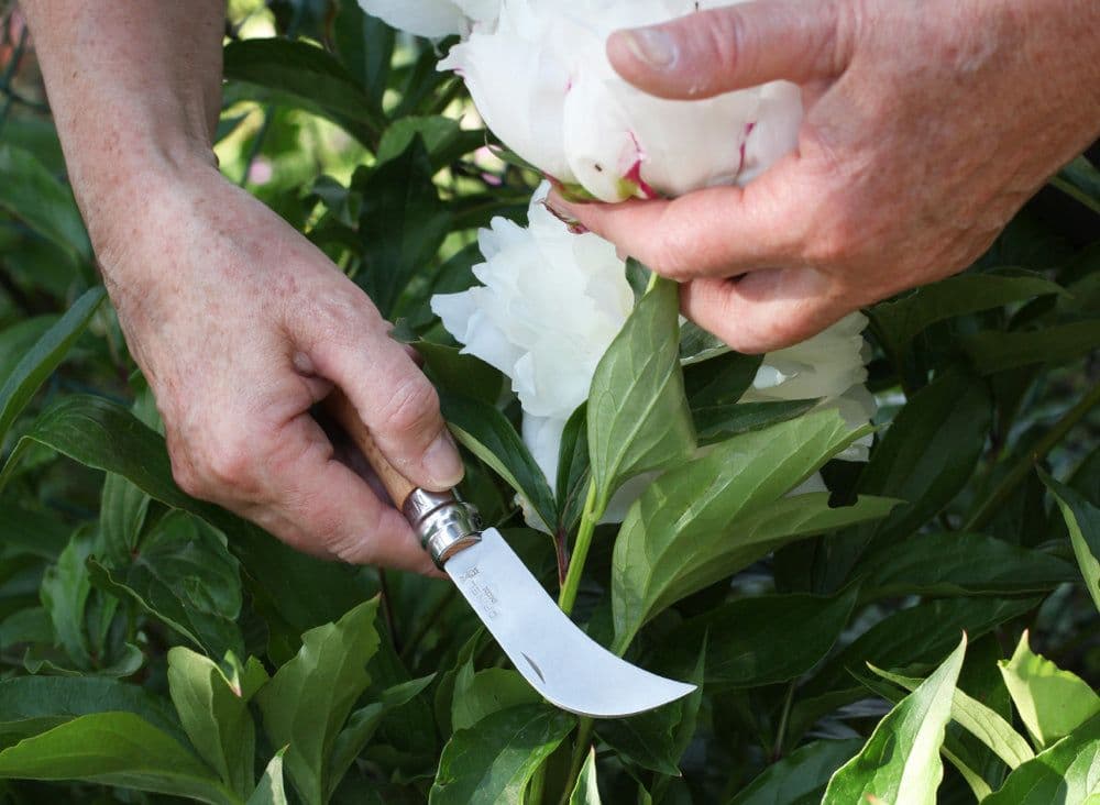 Opinel N°08 Pruning Knife
